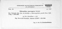 Cladosporium iridis image